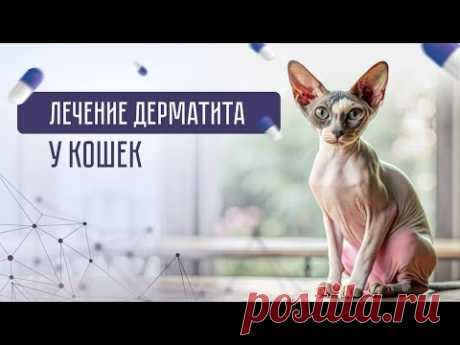 КАК ВЫЛЕЧИТЬ ДЕРМАТИТ У КОШЕК? ЧТО ДЕЛАТЬ ПРИ КОЖНЫХ ЗАБОЛЕВАНИЯХ КОШКИ?