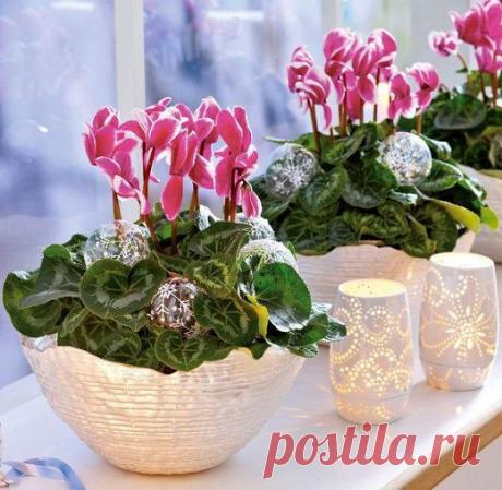 Лучшие комнатные растения для кухни — Роскошь и уют
