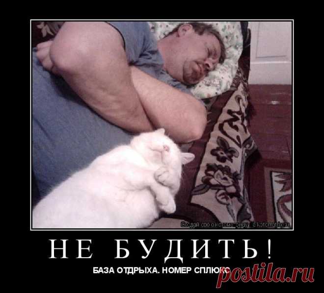 Котоматрица: Раздел 