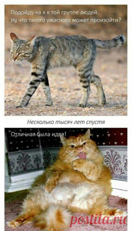 - Папа, выручай, я в полиции! - Что ты натворил? - Да ничего такого, просто мы с ребятами катались на катке. - Так за это в полицию не забирают! - Вот и мы пытались это объяснить водителю катка... - Выпуск №1679 — Вокруг смеха - анекдоты