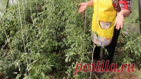 Болезни помидоров. Фитофтора на помидорах. Как бороться с фитофторой.