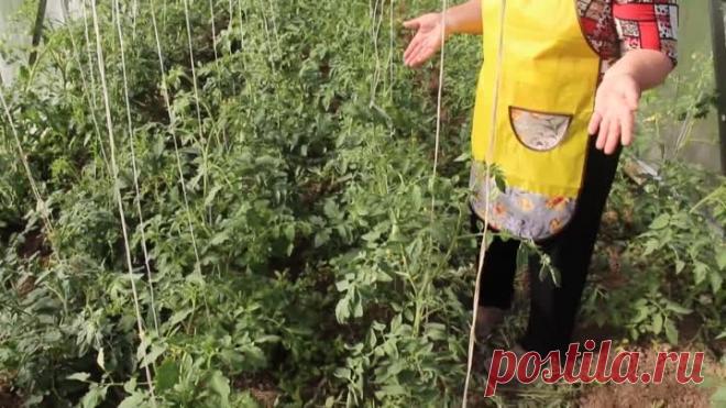 Болезни помидоров. Фитофтора на помидорах. Как бороться с фитофторой.