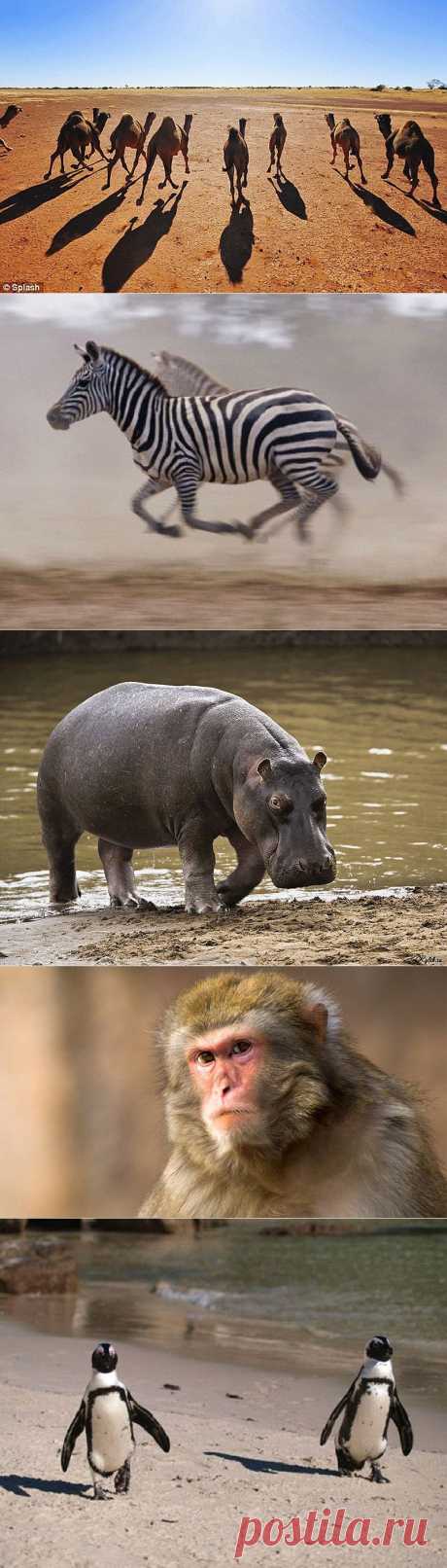 10 видов животных, которых можно встретить в неожиданных местах :  НОВОСТИ В ФОТОГРАФИЯХ