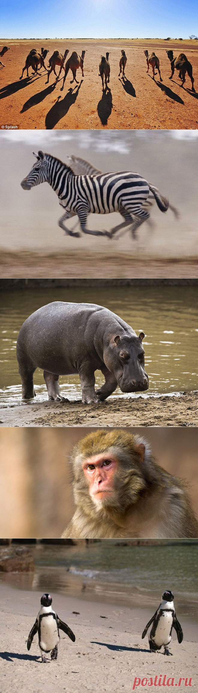 10 видов животных, которых можно встретить в неожиданных местах :  НОВОСТИ В ФОТОГРАФИЯХ