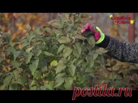 Сирень. Обрезка и формирование.