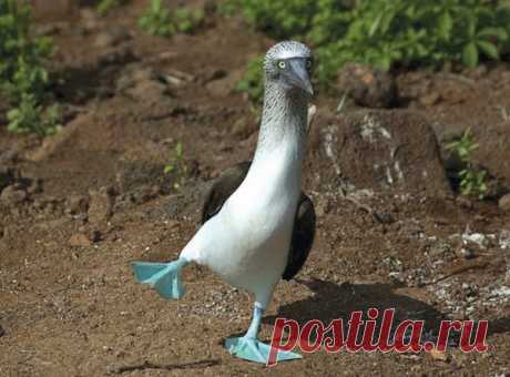 Правила жизни голубоногих олуш