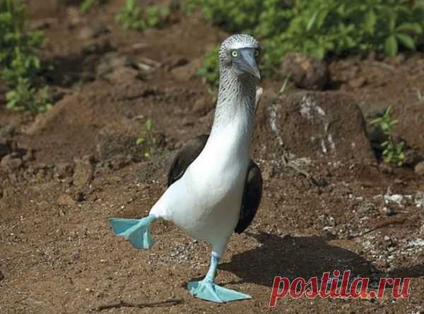 Правила жизни голубоногих олуш