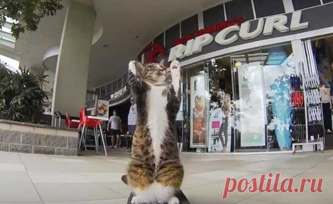 Самая дрессированная кошка на свете выполняет команды, катается на скейтборде и занимается паркуром