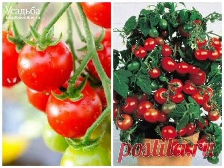 Помидоры на балконе.