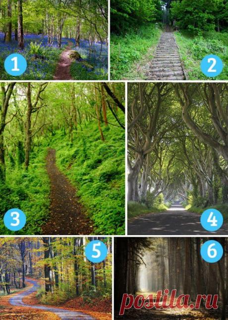Тест. Выберите лесную тропу — и мы расскажем, какой у Вас характер.