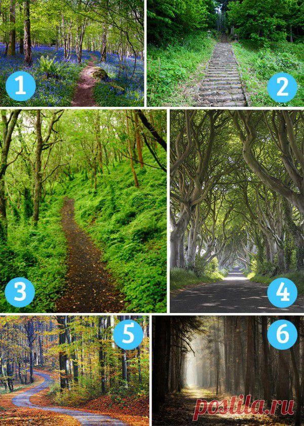 Тест. Выберите лесную тропу — и мы расскажем, какой у Вас характер.