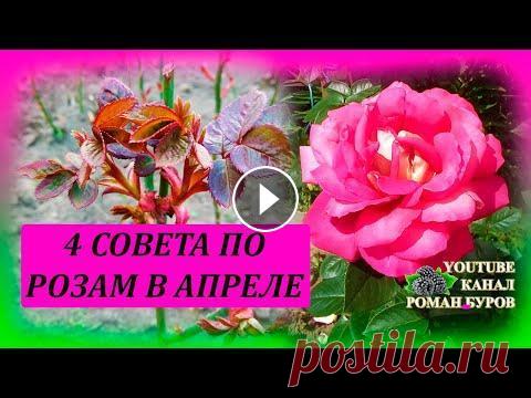ЧЕТЫРЕ совета по уходу за РОЗАМИ в апреле. Уход за розами ранней весной. Выращивание роз. #сад #дача #розы #романбуров В этом видео я дал четыре полезных совета по уходу за розами в апреле, после снятия зимнего укрытия. WhatsApp и Viber по ...