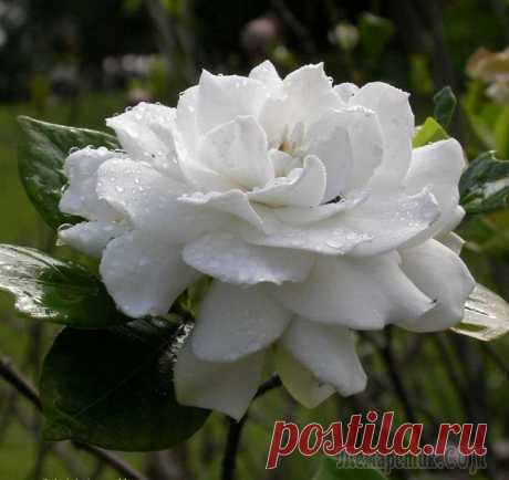 10 цветов с чарующим ароматом