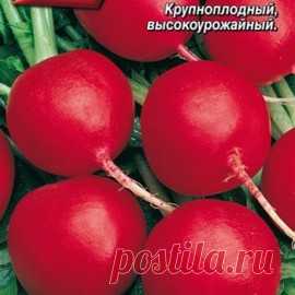 Дуро Краснодарское (Duro Krasnodarskoe) - раннеспелый редис-великан, формирующий плоды округлой формы, диаметром до 9,0 см, ярко-красной окраски. Мякоть корнеплодов белая, плотная, слабо острого вкуса. ДУРО отличается дружной отдачей урожая, а также высокой устойчивостью к стрелкованию, растрескиванию, «одеревенению» и дряблости.

Особенности выращивания: 
Допускается посев в разные сроки, начиная с ранней весны. 
Исключите удобрение свежим навозом