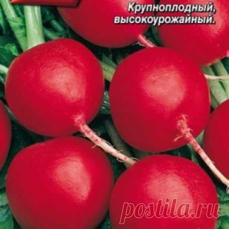 Дуро Краснодарское (Duro Krasnodarskoe) - раннеспелый редис-великан, формирующий плоды округлой формы, диаметром до 9,0 см, ярко-красной окраски. Мякоть корнеплодов белая, плотная, слабо острого вкуса. ДУРО отличается дружной отдачей урожая, а также высокой устойчивостью к стрелкованию, растрескиванию, «одеревенению» и дряблости.

Особенности выращивания: 
Допускается посев в разные сроки, начиная с ранней весны. 
Исключите удобрение свежим навозом