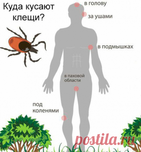 Какие болезни бывают от укусов клеща:
Какие опасные заболевания бывают после укусов клещей, симптомы и как лечат
Весна и лето в нашей стране – время «разгула» опасных насекомых: клещей. Уже неоднократно везде говорилось, что нужно внимательно относиться к своему отдыху на природе, правильно одеваться – в светлое и закрытое, чтобы не было голых участков тела, когда идешь в лес или парк, а потом осматривать себя после прихода домой