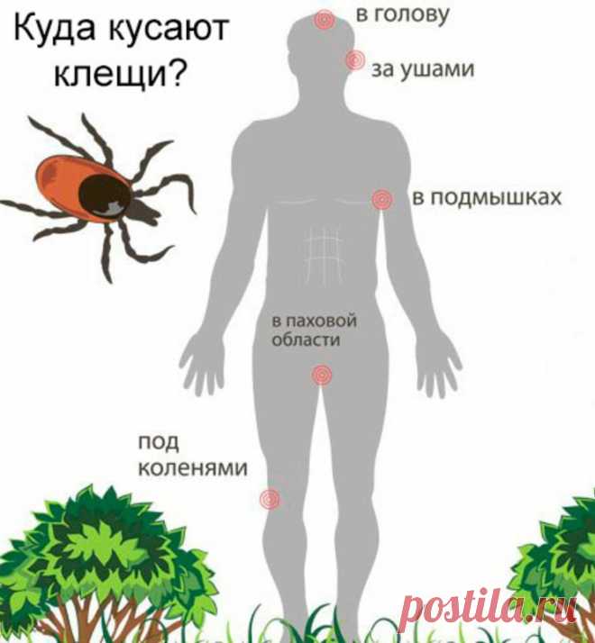 Какие болезни бывают от укусов клеща:
Какие опасные заболевания бывают после укусов клещей, симптомы и как лечат
Весна и лето в нашей стране – время «разгула» опасных насекомых: клещей. Уже неоднократно везде говорилось, что нужно внимательно относиться к своему отдыху на природе, правильно одеваться – в светлое и закрытое, чтобы не было голых участков тела, когда идешь в лес или парк, а потом осматривать себя после прихода домой