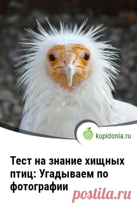Тест на знание хищных птиц: Угадываем по фотографии. Тест о хищных птицах, который состоит из 20 интересных вопросов с фотографиями и подсказками. Сможете ли вы угадать каждую из них?