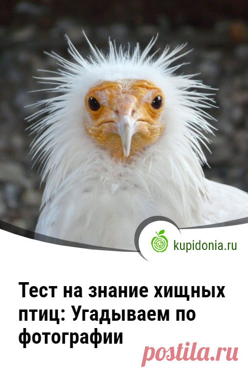 Тест на знание хищных птиц: Угадываем по фотографии. Тест о хищных птицах, который состоит из 20 интересных вопросов с фотографиями и подсказками. Сможете ли вы угадать каждую из них?