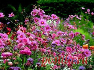 Какие цветы можно сеять под зиму