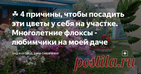 ☘️ 4 причины, чтобы посадить эти цветы у себя на участке. Многолетние флоксы - любимчики на моей даче Эти неприхотливые многолетние цветы должны расти на  каждом участке
Доброе время суток, друзья!
Если Вы новичок или у Вас совсем мало времени, но  Вы хотите радоваться цветам, то обязательно посадите флоксы.
Именно многолетние метельчатые флоксы не создадут Вам больших проблем в выращивании, но доставят истинное удовольствие своей красотой и ароматом.