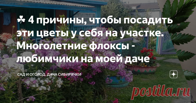 ☘️ 4 причины, чтобы посадить эти цветы у себя на участке. Многолетние флоксы - любимчики на моей даче Эти неприхотливые многолетние цветы должны расти на  каждом участке
Доброе время суток, друзья!
Если Вы новичок или у Вас совсем мало времени, но  Вы хотите радоваться цветам, то обязательно посадите флоксы.
Именно многолетние метельчатые флоксы не создадут Вам больших проблем в выращивании, но доставят истинное удовольствие своей красотой и ароматом.