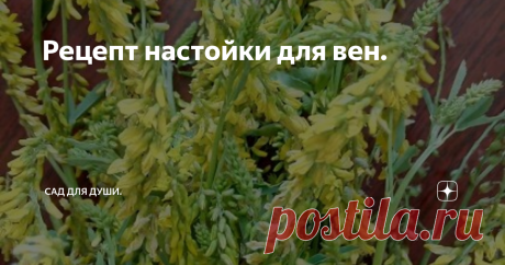 Рецепт настойки для вен. Дорогие мои читатели! Хочу поделиться с вами проверенным рецептом для лечения вен и улучшения кровотока в ногах. Этим рецептом пользовались мои родители теперь и я применяю по необходимости, надеюсь поможет и вам.
Настойка снимает отечность и тяжесть в ногах, улучшает кровоток, проходят судороги. Все это благодаря чудодейственному растению - Донник Желтый.  Сейчас еще Донник цветет и его можно наб
