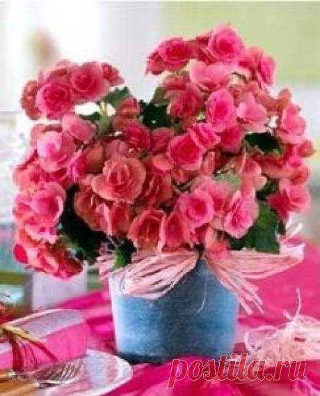 Разновидности бегонии фото