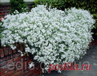 Ясколка Снежный ковёр