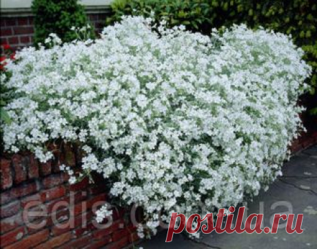 Ясколка Снежный ковёр