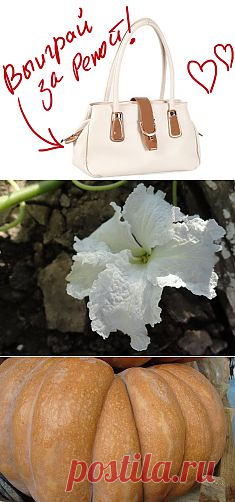 Цветок тыквы сорта "Булава". Выиграйте стильную сумку от интернет-магазина Клуб Красоты, разместив любой пост с сайта 7dach.ru в Постиле. Чем больше постов - тем выше шансы. Розыгрыш состоится в понедельник, 16 декабря. В акции участвуют все посты, которые содержат этот текст и фото сумки!