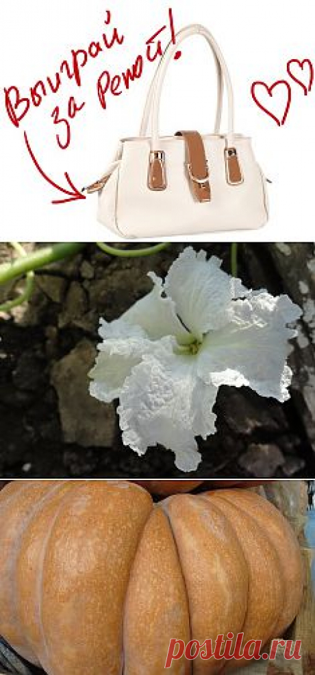 Цветок тыквы сорта &quot;Булава&quot;. Выиграйте стильную сумку от интернет-магазина Клуб Красоты, разместив любой пост с сайта 7dach.ru в Постиле. Чем больше постов - тем выше шансы. Розыгрыш состоится в понедельник, 16 декабря. В акции участвуют все посты, которые содержат этот текст и фото сумки!