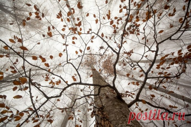 ФОТО: Плато Кансильо, Италия. Автор — Даниэле Пантанали, итальянский фотограф. Победитель в номинации «Магия растений» - научно-популярный журнал GEO