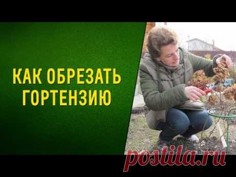 Как обрезать гортензию