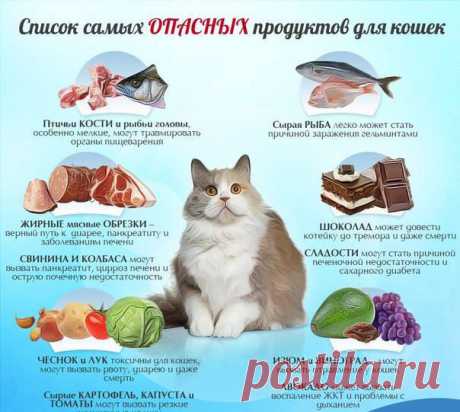 Почему котам нельзя есть рыбу и рыбные продукты?