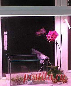 Искусственное освещение растений | Все о цветах