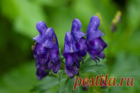 Цветы красивые, но смертельно опасные | РОЗЫ