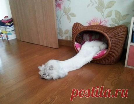 10 доказательств того, что коты - это жидкость.