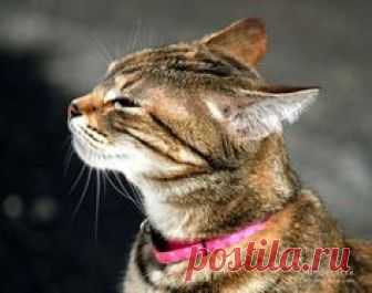 (via Pin by t h e f u l l e r v i e w on f u r r y - f r i e n d s | Pinte…)