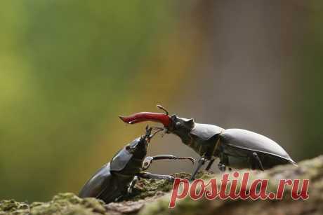 Zonerama: Free online gallery