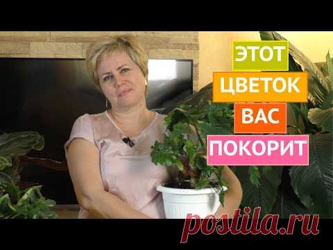 НЕОБЫЧНЫЙ ДОМАШНИЙ ЦВЕТОК, КОТОРЫЙ УКРАСИТ ВАШ ДОМ!