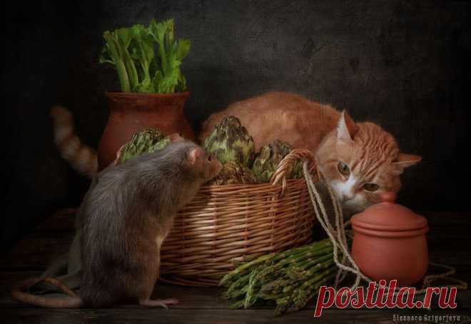 Фотонатюрморты с домашними питомцами(мышки,крыски, свинки). Фотограф Элеонора.