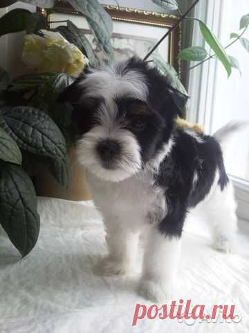 Щенки бивер йорка - купить, продать или отдать в Алтайском крае на Avito — Объявления на сайте Avito