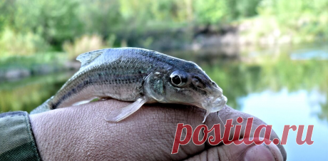 Ловля пескаря на банку. Очень простой способ ловли. | Блоги о даче и огороде, рецептах, красоте и правильном питании, рыбалке, ремонте и интерьере