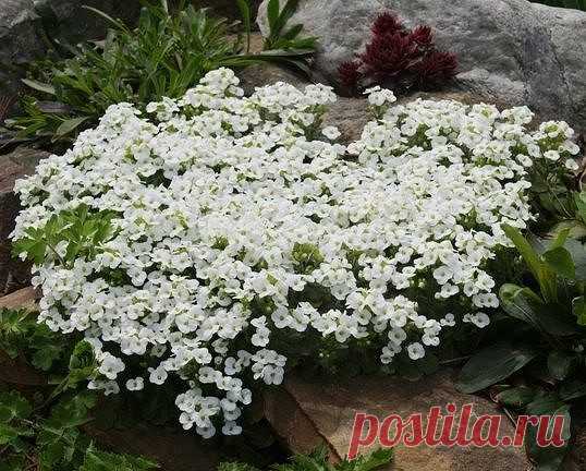 АРАБИС  (РЕЗУХА )