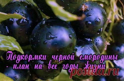 Черная смородина — как и когда вносить удобрения, делать подкормку кустов.