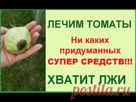 Вершинная гниль не путайте с фитофторой! 🍅 Исправить ситуацию можно ОЧЕНЬ быстро!