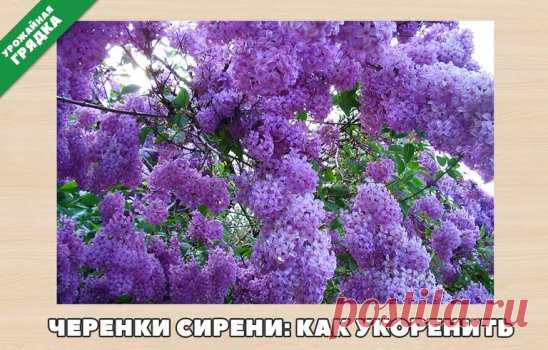 Черенки сирени: как укоренить
Все культурные сорта сирени размножаются вегетативно: порослью (корнесобственные экземпляры), отводками, прививкой и зелеными черенками. Если вы не обладаете навыками прививки, а отводки сделать для вас проблематично, то самый подходящий для вас способ – размножение зелеными черенками
У садоводов бытует ошибочние мнение, что корнесобственная сирень хуже цветет. Однако она ничуть не уступает привитой по величине и красоте соцветий, к тому же она более долговечна. С