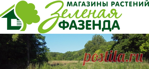 Саженцы в Спб Вопрос-ответ | Питомник Зеленая Фазенда