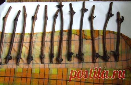 Проращиваем черенки винограда